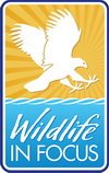 Logo for Wildlife in Focus