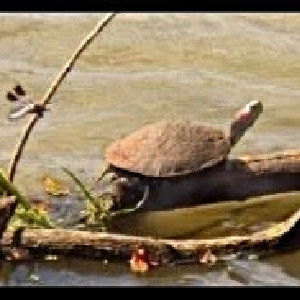 Logo for Shawnee Nature Club