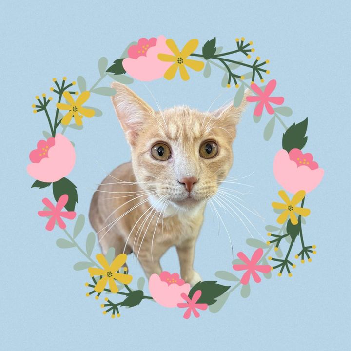 Logo for Central New York Spay Neuter Assistance Program (SNAP)