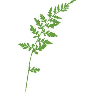 Logo for The Virginia Thurston Healing Garden Cancer Support Center